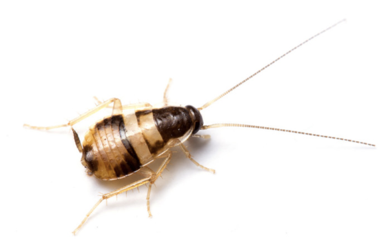 Missouri Roaches and Treatments Roach Control Missouri